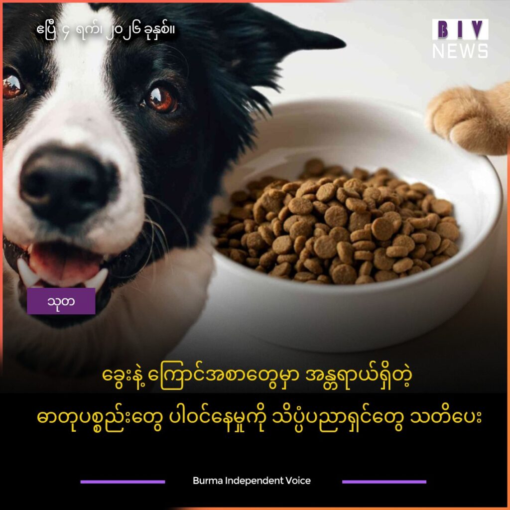 ခွေးနဲ့ ကြောင်အစာတွေမှာ အန္တရာယ်ရှိတဲ့ ဓာတုပစ္စည်းများ ပါဝင်နေမှုကို သိပ္ပံပညာရှင်များ သတိပေး