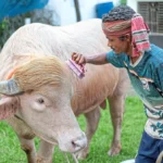ဘင်္ဂလားဒေ့ရှ်က ကျွဲဖြူ “ဒေါ်နယ်ထရမ့်” ကို Eid ပွဲတော်မှာ ယဇ်ပူဇော်လှူဒါန်းမယ်