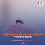 ဘာကြောင့် တချို့လူတွေက ခြင်ပိုကိုက်ခံရလဲဆိုတဲ့ အကြောင်းရင်းကို သိပ္ပံပညာရှင်တွေ ရှာဖွေတွေ့ရှိ