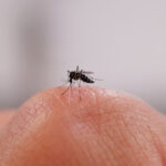 Scientists Discover Why Some People Are Mosquito Magnets