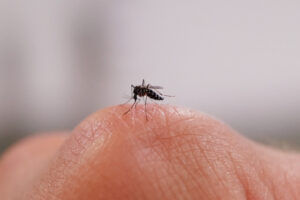 Scientists Discover Why Some People Are Mosquito Magnets