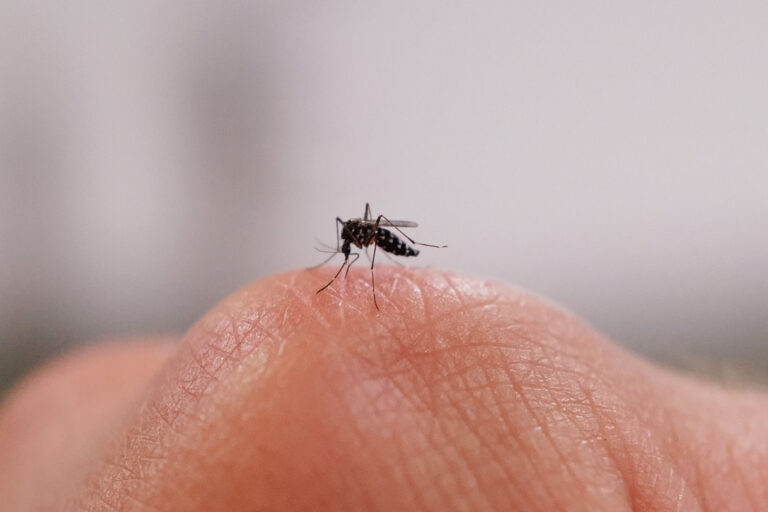 CLIMATE-MOSQUITOES-HEALTH